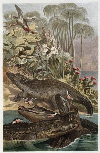 Cocodrilo del Nilo - El cocodrilo del Nilo (Crocodylus niloticus) - grabado de 