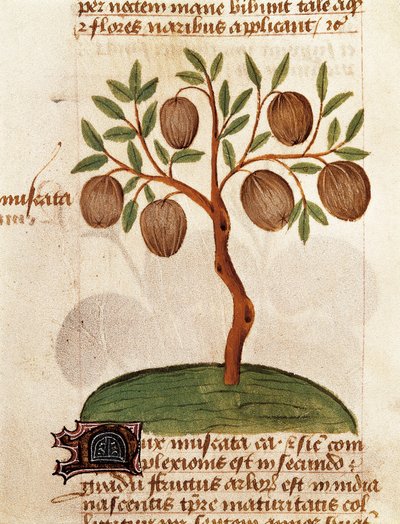Nuez moscada, Descripción de plantas medicinales y cómo prepararlas. Página del manuscrito "Tratado de hierbas" (Tractatus de herbis) de Pedanius Dioscorides de Unknown artist