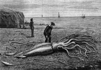 Pulpo de la costa de Terranova: "Architeuthis princeps". Grabado en "La Nature: revue des sciences et de leurs applications aux arts et a l