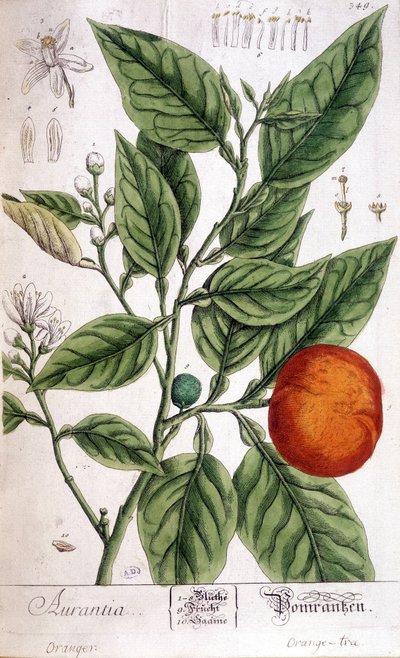Naranja (Aurentia) - Artes Deco de Unknown artist