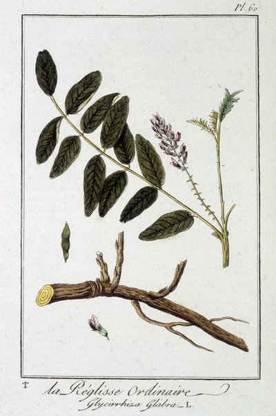 Regaliz común (Glycyrrhiza glabra) - en “Ejercicios de botánica para el uso de los comerciantes”, redactado por J.C. Philibert, Imprenta de Crapelet, París de Unknown artist
