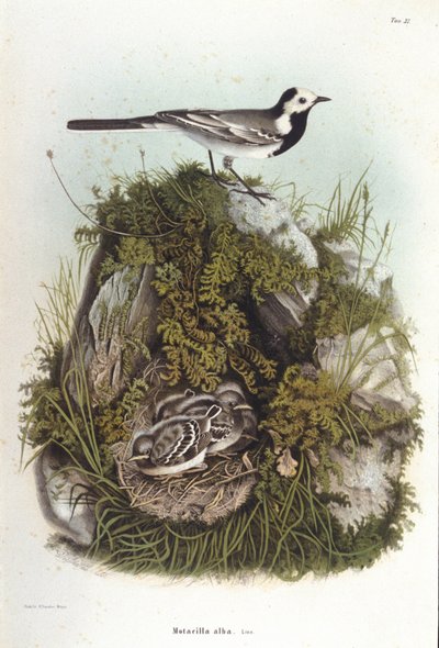 Ornitología: una bergeroneta gris (motacilla alba) cerca del nido de sus crías. Lámina de zoología del siglo XIX. de Unknown artist