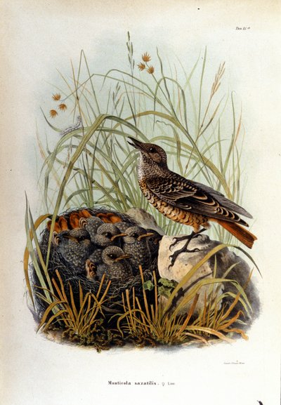 Ornitología: una montícola cerca del nido de sus crías. de Unknown artist