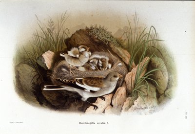 Ornitología: una niverolle alpina cerca del nido de sus crías. de Unknown artist