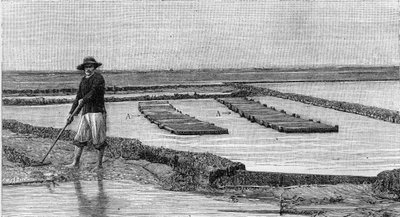 Ostreicultura - el cultivo de ostras en la cuenca de Arcachon (1894): vista general de un parque de ostras. A, A: ambulancias o cajas ostreofílicas. (De una fotografía). Grabado en “La Nature: revue des sciences et de leurs applications aux arts et a l