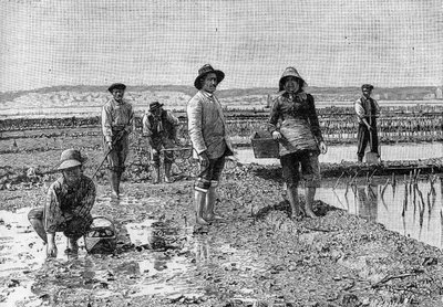 Ostreicultura - el cultivo de ostras en la cuenca de Arcachon (1894): parque de ostras (de una fotografía). Grabado en “La Nature: revue des sciences et de leurs applications aux arts et a l