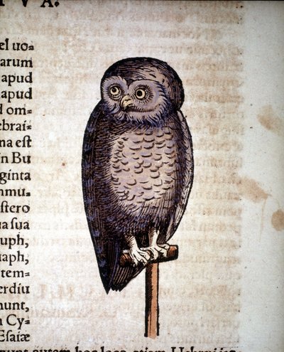 Búho - de Historiae animalium por Konrad Gesner, Tiguri de Unknown artist