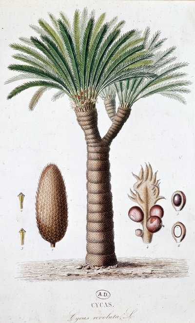 Palma Cycas Revoluta - Lámina botánica de Unknown artist