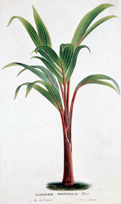 Palma Hyophorbe Amaricaulis (Mauricio) - Lámina botánica de Unknown artist