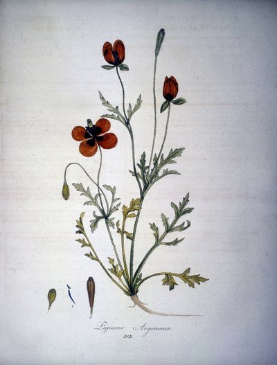 Papaver Argemone (Flor y planta de amapola argemone). Herbario del siglo XIX. de Unknown artist