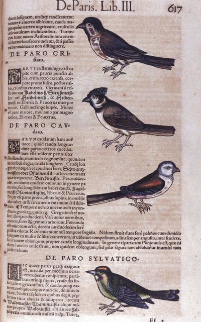 Paseriformes en Historia Animalium de Conrad Gesner (1516 - 1565), Tiguri de Unknown artist