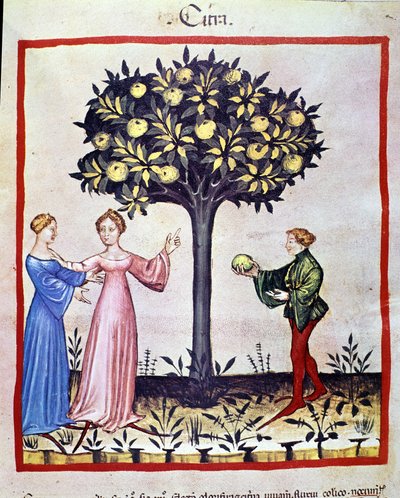 Recolección de cidra, fruto del cidro. Iluminación del libro de medicina y dietética “Tacuinum sanitatis” de Unknown artist