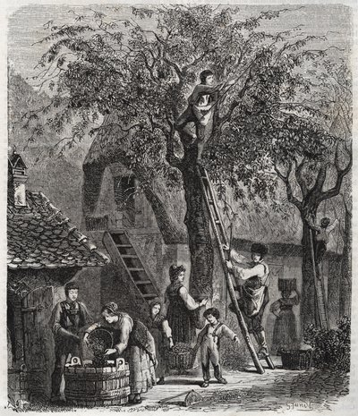 Recolección de cerezas - grabado de 1860 de Unknown artist