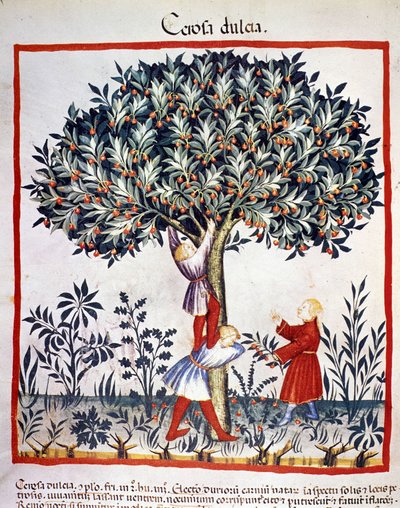 Recolección de cerezas. Iluminación del tratado de medicina y dietética “Tacuinum sanitatis” de Unknown artist