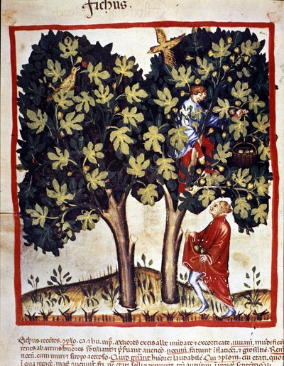 Recolección de higos. Iluminación del tratado de medicina y dietética “Tacuinum sanitatis” de Unknown artist
