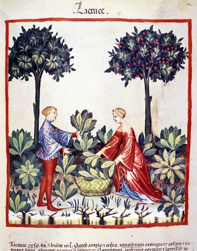 Recolección de lechuga. Iluminación del 