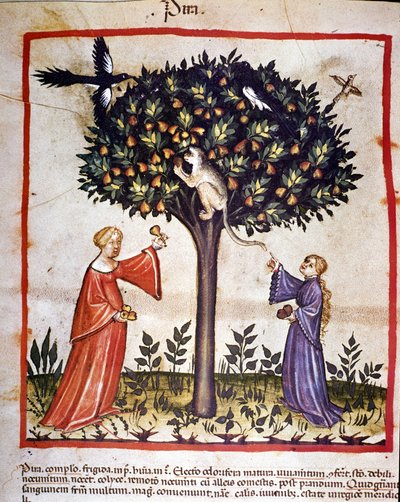 Recolección de peras. Iluminación del tratado de medicina y dietética “Tacuinum sanitatis” de Unknown artist