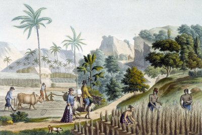 Pillando y plantando arroz en la Isla de Guam (Micronesia) de Unknown artist