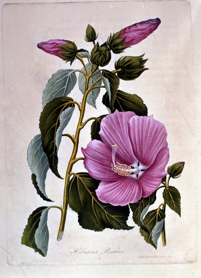 Hibisco rosa. Tabla botánica. Grabado. de Unknown artist