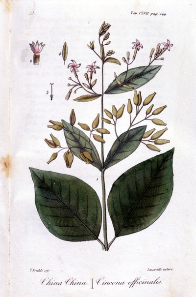 Placa de Quinquina (Cinchona Officinalis). de Unknown artist