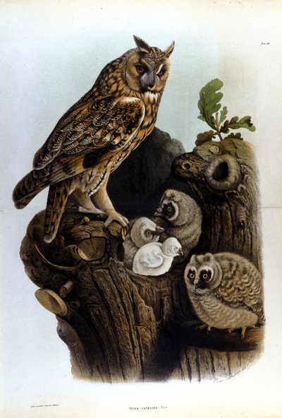 Placa que representa una familia de búhos cerca del nido. de Unknown artist