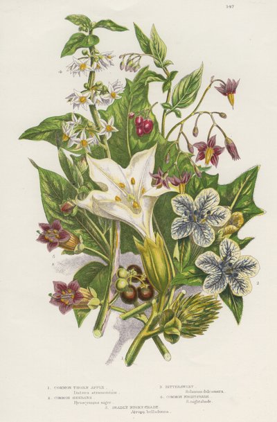Plantas venenosas. Además de la venenosa solanácea negra (Solanum nigrum), arriba a la izquierda, y la solanácea leñosa (Solanum dulcarama), arriba a la derecha, existen las más peligrosas solanáceas mortales (Atropa belladonna), abajo a la izquierda, que  de Unknown artist