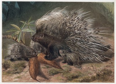 Puercoespín crestado - El puercoespín crestado (Hystrix cristata) - grabado de 