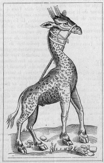 Retrato de una jirafa. (Después de Pierre Belon) de Unknown artist