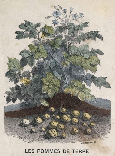 Papas. Ilustración del siglo XIX. Colección Bianchetti de Unknown artist