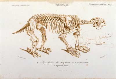 Prehistoria: esqueleto de megaterio (perezoso terrestre de la familia de los elefantes) mamífero fósil. Placa de paleontología tomada de “Dictionnaire universel d
