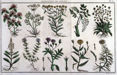 Provisiones de flores: en “Flora Françoise, o una breve descripción de todas las plantas que crecen naturalmente en Francia, arregladas según un nuevo método de análisis al que adjuntamos la cita de sus virtudes menos equívocas en medicina y su utilidad en de Unknown artist