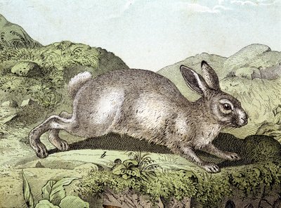Conejo - en “Historia Natural de los Mamíferos”, ed. Schreiber de Unknown artist