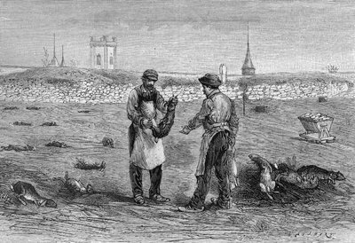Cadáveres de conejos muertos por microbio del cólera de los pollos. Experiencia de la Sra. viuda Pommery en Champagne. (De una fotografía de Mr. Trumpet e información comunicada por Mr. L. Pommery). Grabado en "La Nature: revue des sciences et de leurs app de Unknown artist