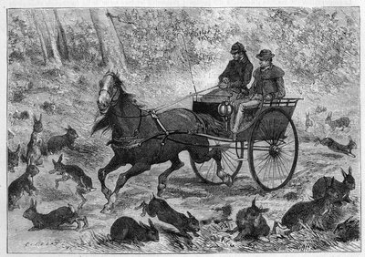 Superpoblación de conejos en Australia: el coche del Sr. Williamson pasando por un grupo de conejos. Grabado en “La Nature: revue des sciences et de leurs applications aux arts et a l