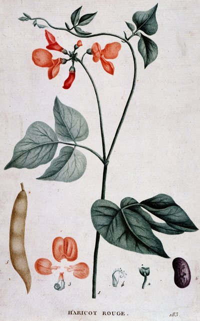 Frijol Rojo, Tabla Botánica de Unknown artist