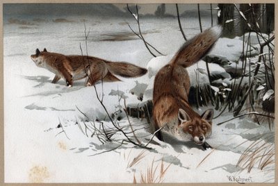 Zorro rojo - El zorro rojo (Vulpes vulpes) - grabado de 