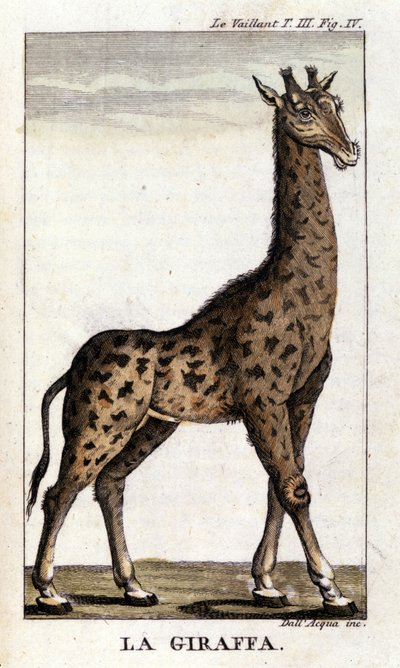 Representación de una jirafa de Unknown artist