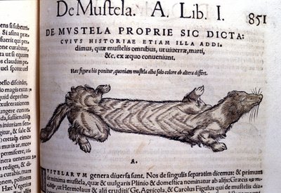 Representación de una mustela (familia de los mustélidos) relacionada con la comadreja - en Historia Animalium por Conrad Gesner (1516 - 1565), Tiguri de Unknown artist