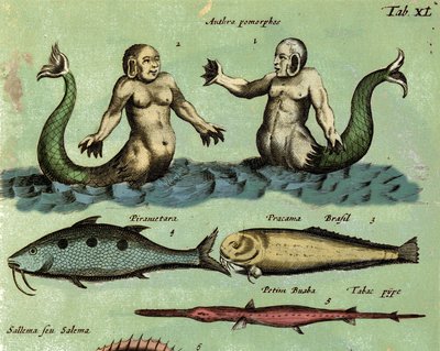 Representación de una sirena y un tritón, una criatura marina fantástica descrita en un atlas de zoología. (detalle) Siglo XVII de Unknown artist