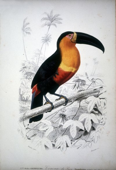 Representación de un tucán, ave de América del Sur. Grabado del siglo XIX. de Unknown artist