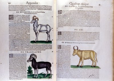 Representación de ovejas, búfalos... - en Historia Animalium de Conrad Gesner (1516 - 1565), Tiguri de Unknown artist