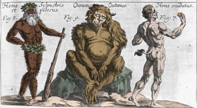 Representaciones de varias criaturas monstruosas: un hombre del bosque o peludo, un mono orangután y un hombre con cola. Placa de “Mundi Mirabilis Oeconomia” de Johann Zahn, 1696. Milán de Unknown artist