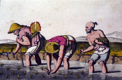 Cultivo de arroz en China. Estampa del siglo XIX. de Unknown artist