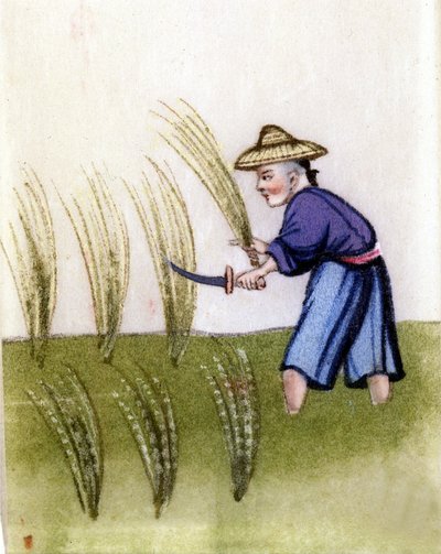 Cultivo de arroz en China de Unknown artist