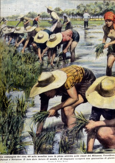Replantación de arroz en las cercanías de Milán en 1954 de Unknown artist