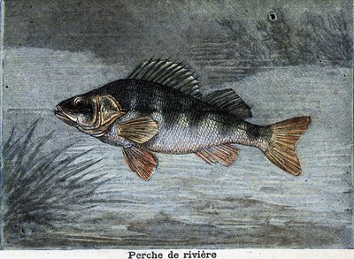 Perca de río. Grabado de 1897 de Unknown artist