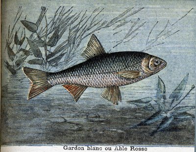 Rutilo blanco o able rosse de Unknown artist