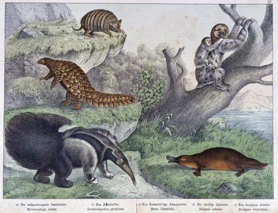 Roedor: Tatú, perezoso, hormiga - en “Historias naturales de mamíferos”, ed. Schreiber de Unknown artist