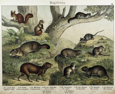 Roedor: ardilla... - en “Historias naturales de mamíferos”, ed. Schreiber de Unknown artist