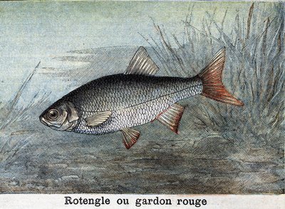 Rotengle o cucaracha roja Grabado de 1898 de Unknown artist